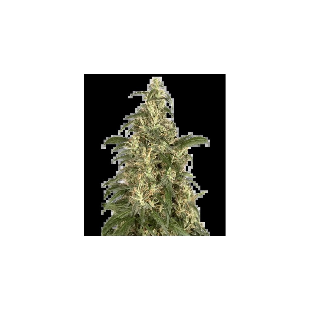 CBD Cream &amp; Cheese cannabis seeds packaging — Royal King Seeds Australia