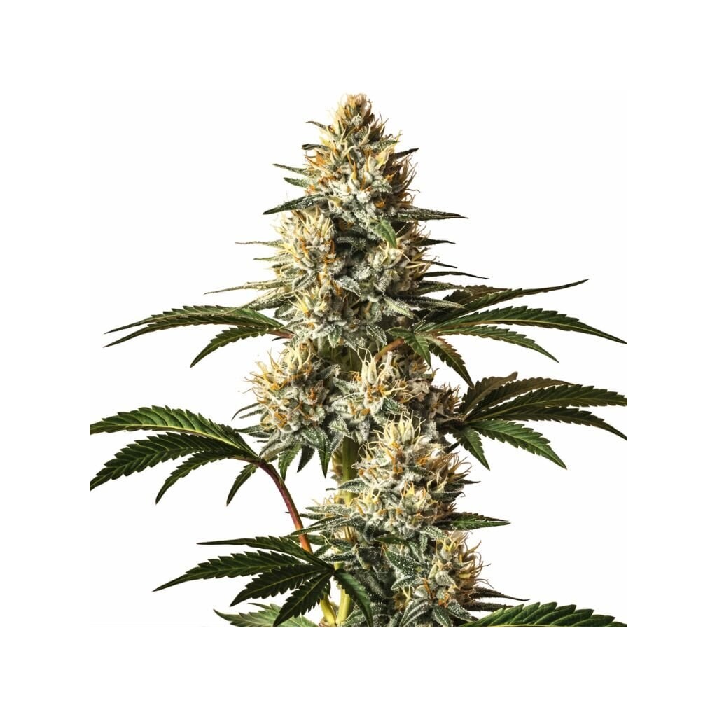 God’s Treat cannabis seeds packaging — Royal King Seeds Australia