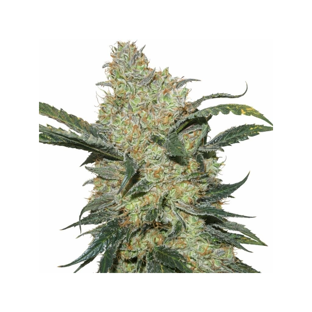 King’s Kush cannabis seeds packaging — Royal King Seeds Australia