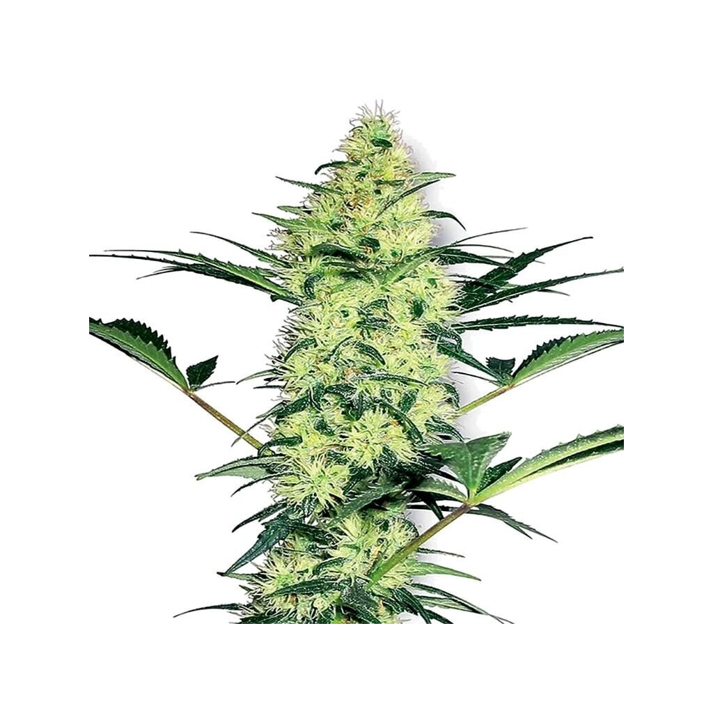 Mother’s Helper cannabis seeds packaging — Royal King Seeds Australia