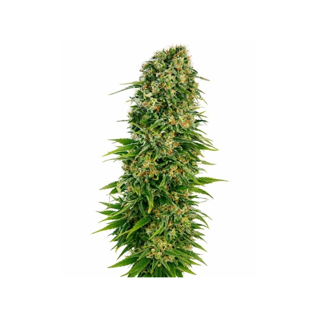 OG’s Pearl cannabis seeds packaging — Royal King Seeds Australia