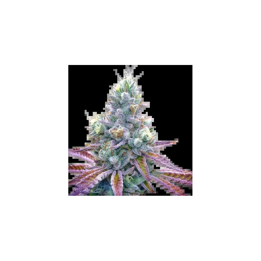 Tiger’s Milk cannabis seeds packaging — Royal King Seeds Australia