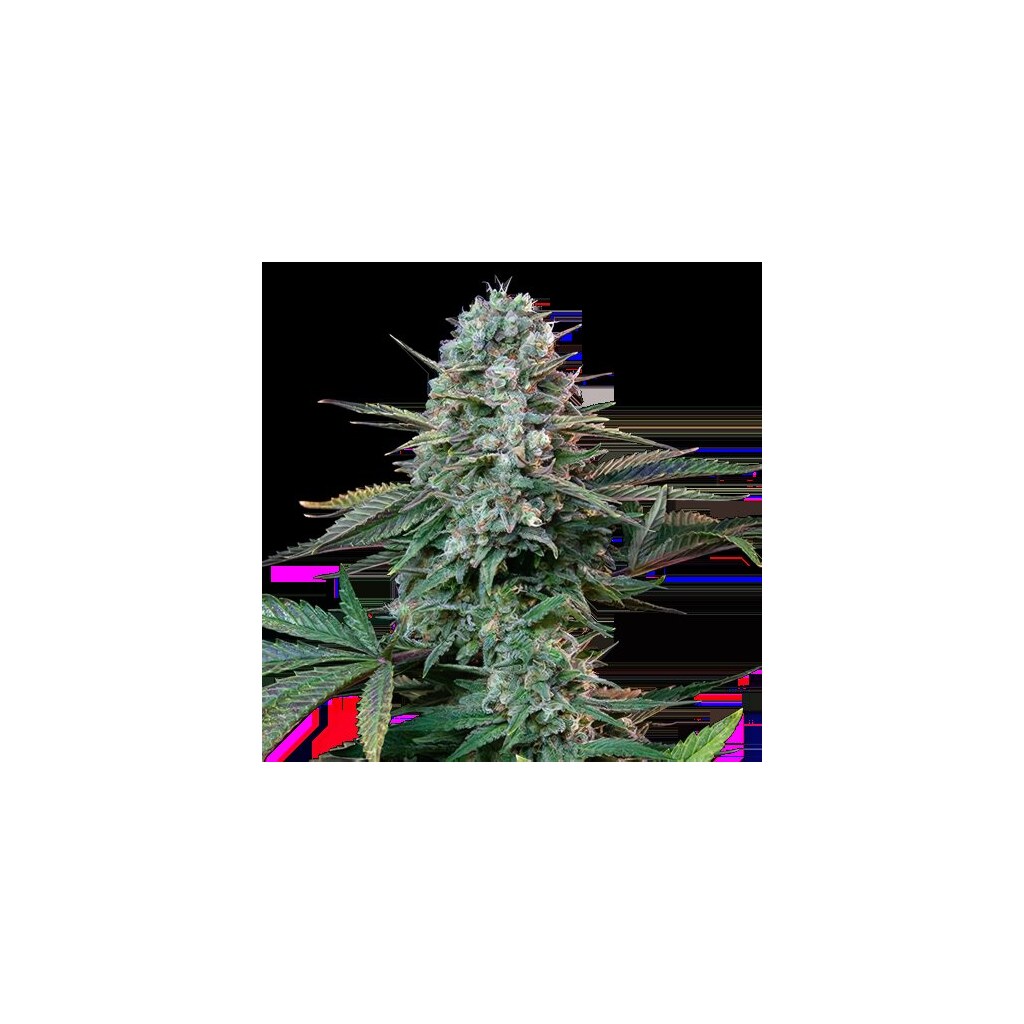 Yoda’s Brain cannabis seeds packaging — Royal King Seeds Australia