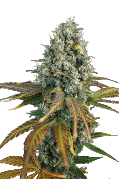 13 Dawgs cannabis seeds packaging — Royal King Seeds Australia