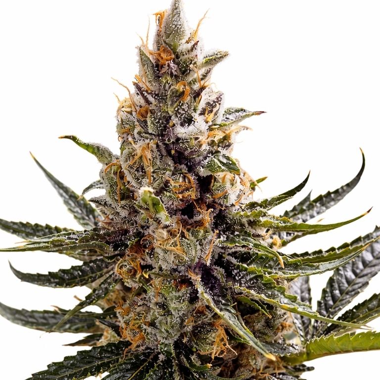 24k Gold cannabis seeds packaging — Royal King Seeds Australia