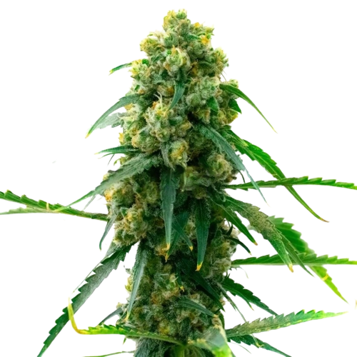 3 Kings cannabis seeds packaging — Royal King Seeds Australia