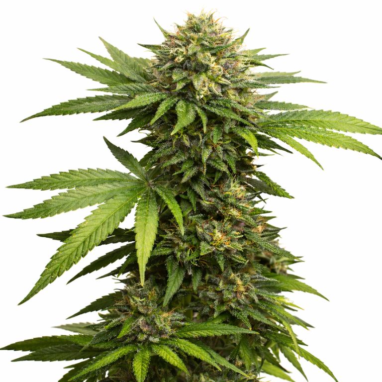 303 OG cannabis seeds packaging — Royal King Seeds Australia