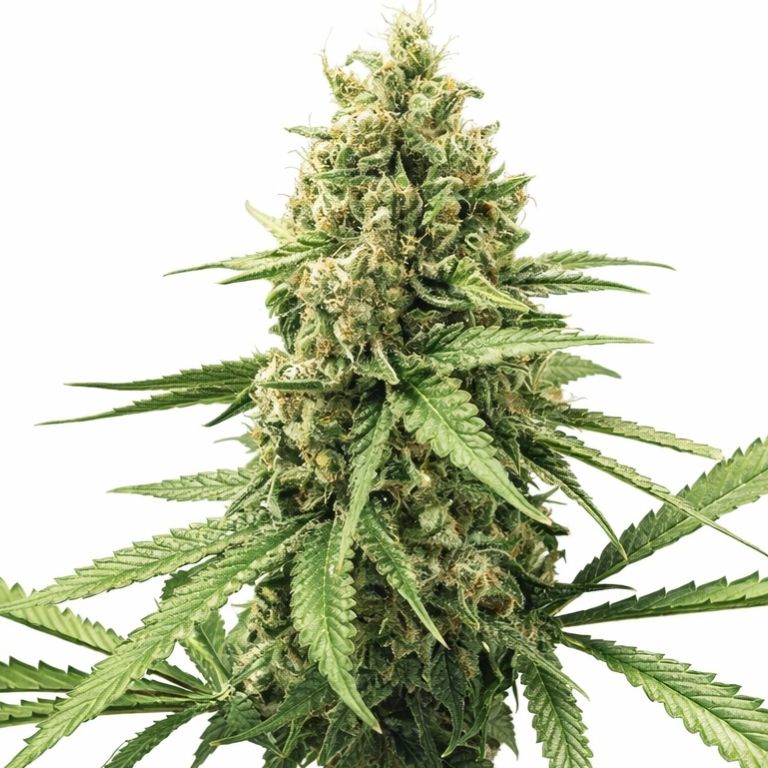 3X Crazy cannabis seeds packaging — Royal King Seeds Australia