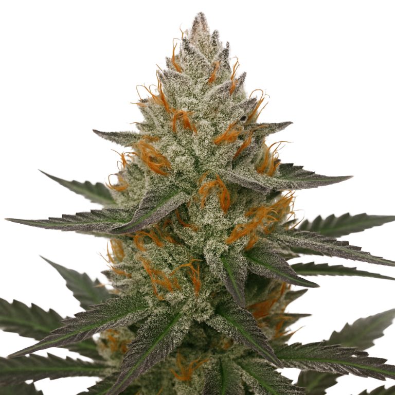 41 Cherries cannabis seeds packaging — Royal King Seeds Australia