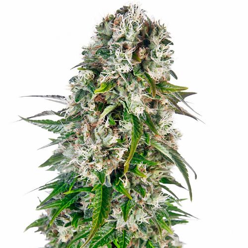 5 Alive cannabis seeds packaging — Royal King Seeds Australia