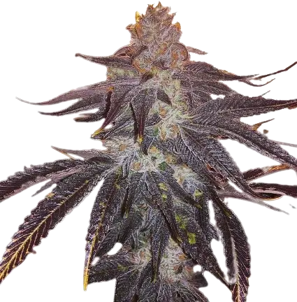 501st OG cannabis seeds packaging — Royal King Seeds Australia