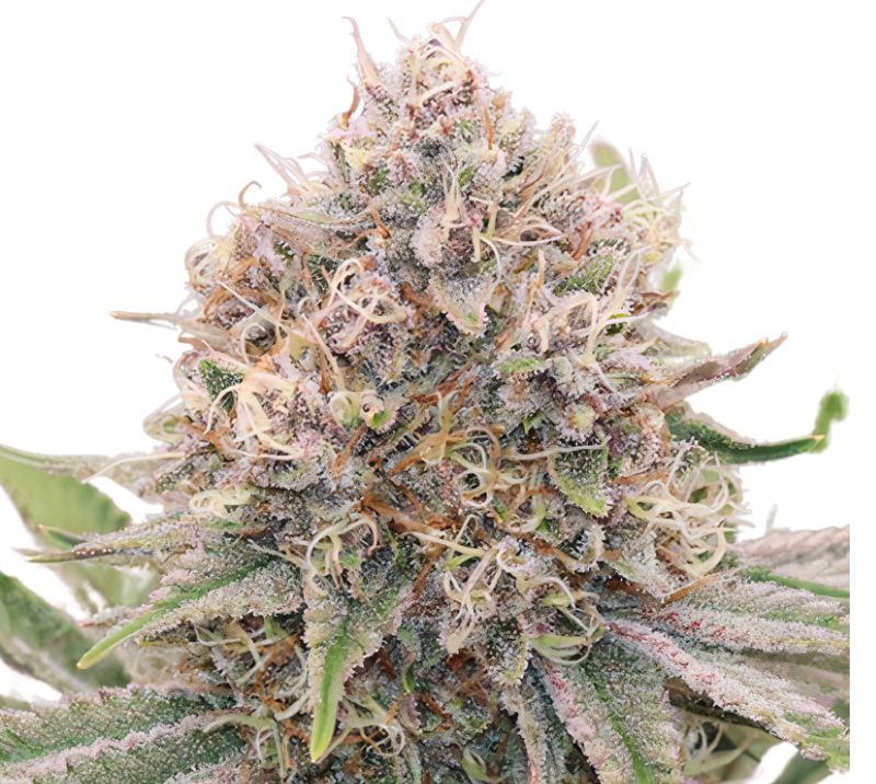 5th Element cannabis seeds packaging — Royal King Seeds Australia