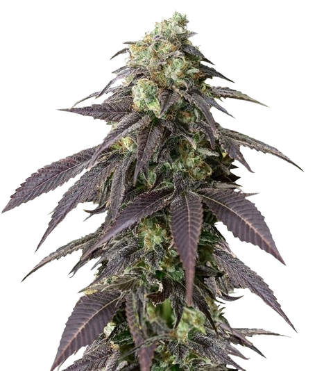707 Headband cannabis seeds packaging — Royal King Seeds Australia