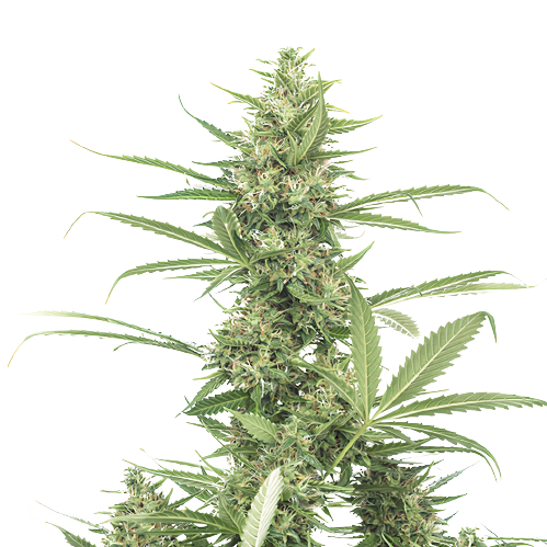 8 Ball Kush cannabis seeds packaging — Royal King Seeds Australia