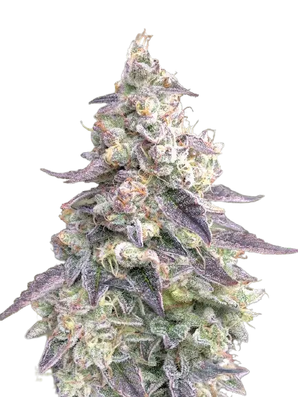 9 Pound Hammer cannabis seeds packaging — Royal King Seeds Australia
