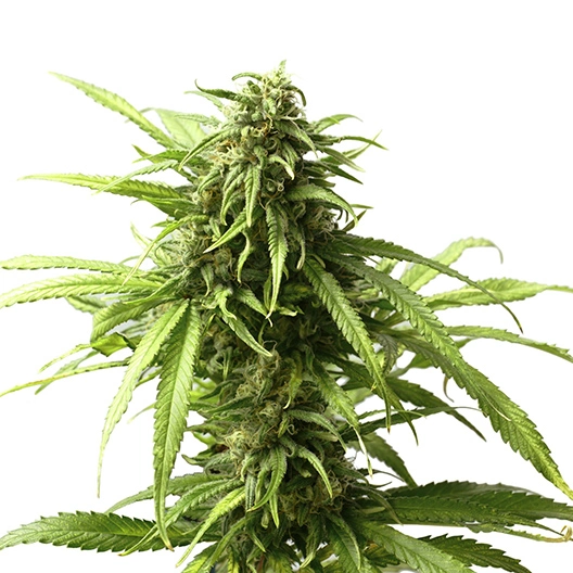 98 Aloha White Widow cannabis seeds packaging — Royal King Seeds Australia