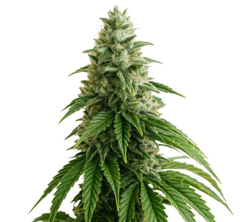 A-10 cannabis seeds packaging — Royal King Seeds Australia