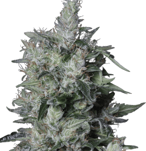 A-Train cannabis seeds packaging — Royal King Seeds Australia
