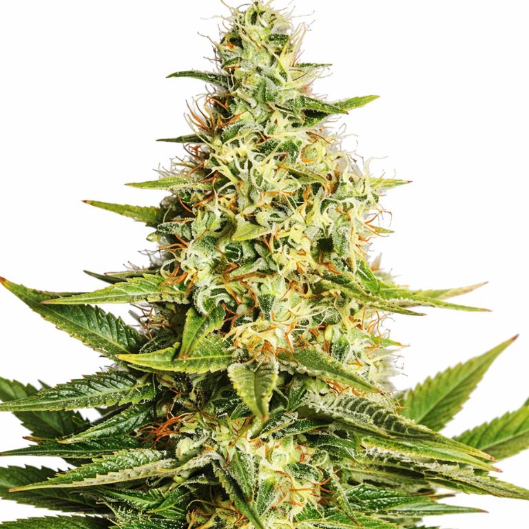 Acapulco Gold cannabis seeds packaging — Royal King Seeds Australia