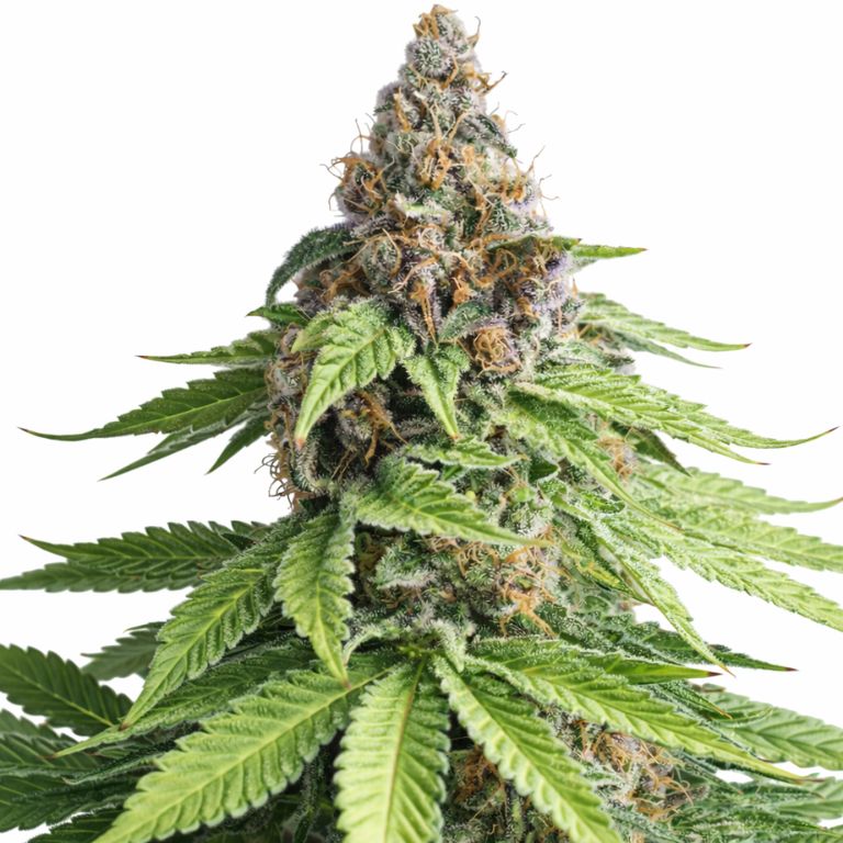Ace of Spades cannabis seeds packaging — Royal King Seeds Australia