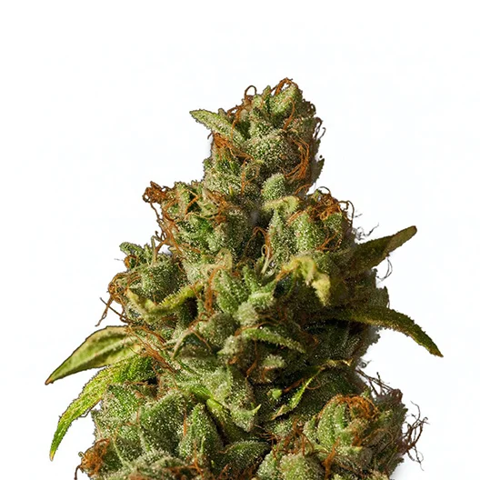 Afcrack cannabis seeds packaging — Royal King Seeds Australia