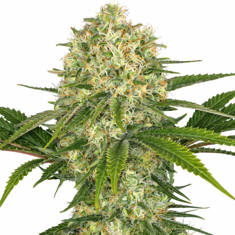 Afghan cannabis seeds packaging — Royal King Seeds Australia