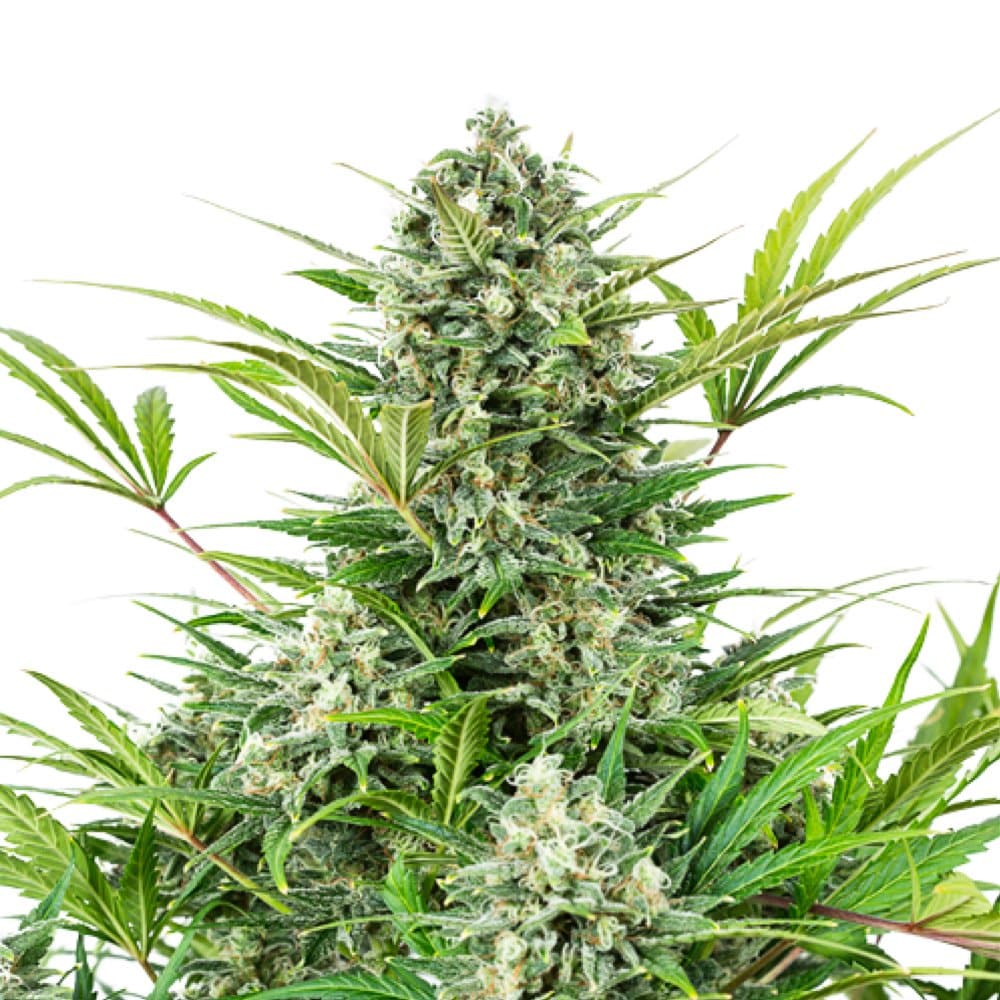 Afghan Hawaiian cannabis seeds packaging — Royal King Seeds Australia