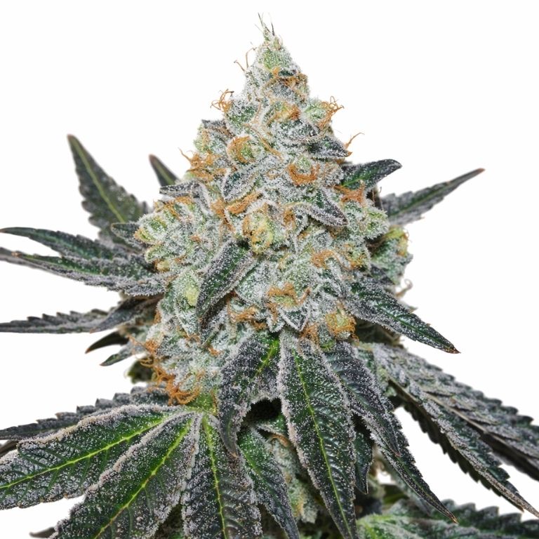 Afghan Skunk cannabis seeds packaging — Royal King Seeds Australia
