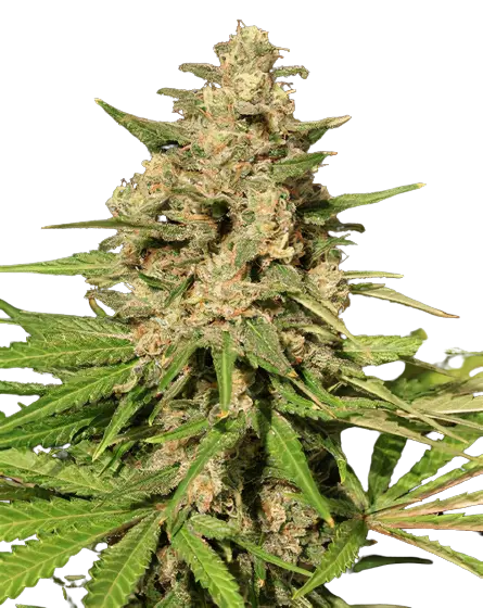 Afghani Bullrider cannabis seeds packaging — Royal King Seeds Australia