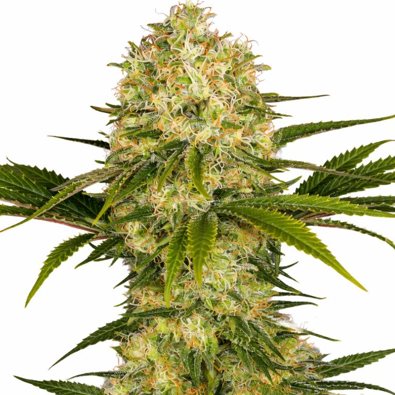 Afghani cannabis seeds packaging — Royal King Seeds Australia