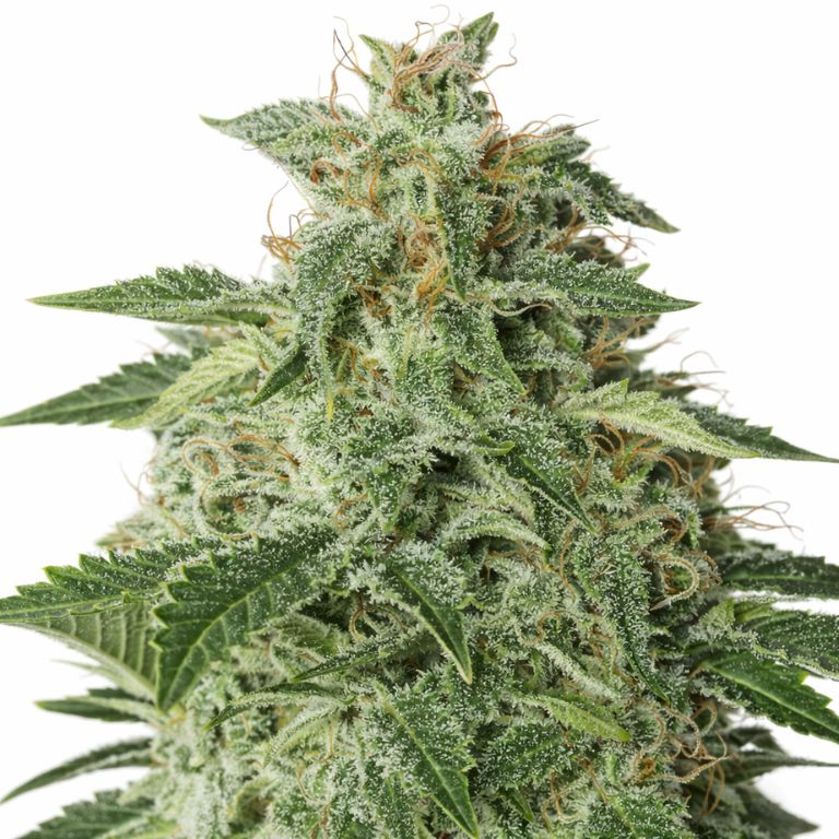 Afgooey cannabis seeds packaging — Royal King Seeds Australia