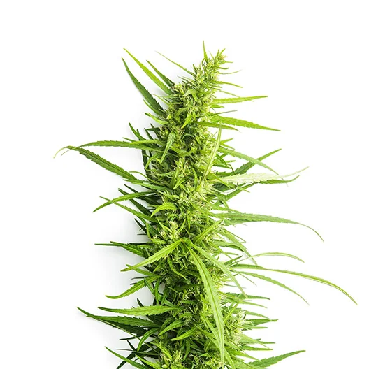 Afpak cannabis seeds packaging — Royal King Seeds Australia