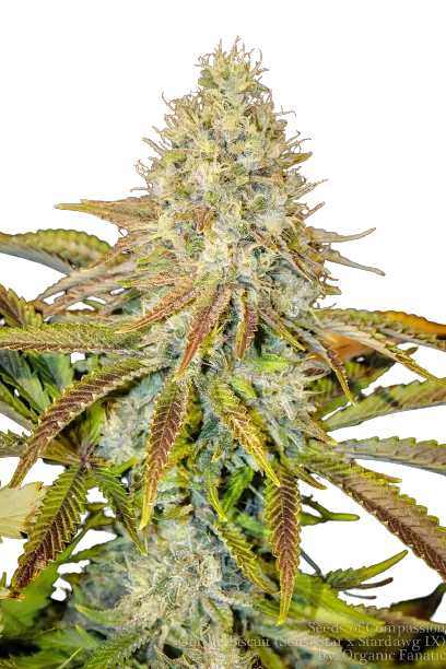 Afwreck cannabis seeds packaging — Royal King Seeds Australia