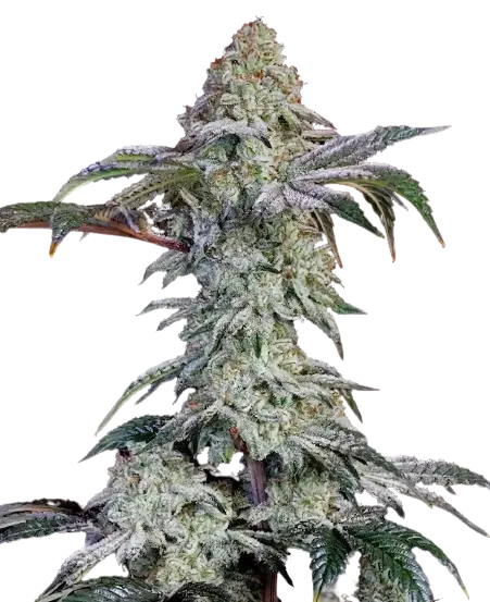 Agent Tangie cannabis seeds packaging — Royal King Seeds Australia