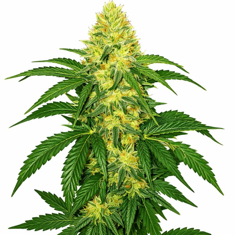 AK-47 cannabis seeds packaging — Royal King Seeds Australia