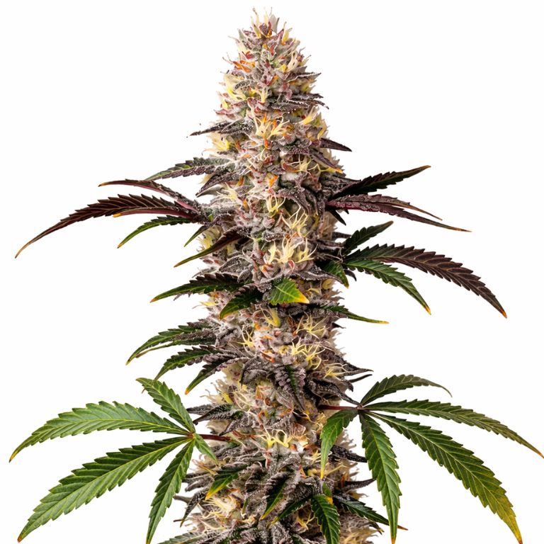 Alaskan Thunder Fuck cannabis seeds packaging — Royal King Seeds Australia