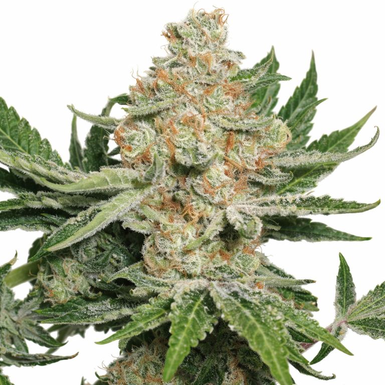 Alien Dawg cannabis seeds packaging — Royal King Seeds Australia