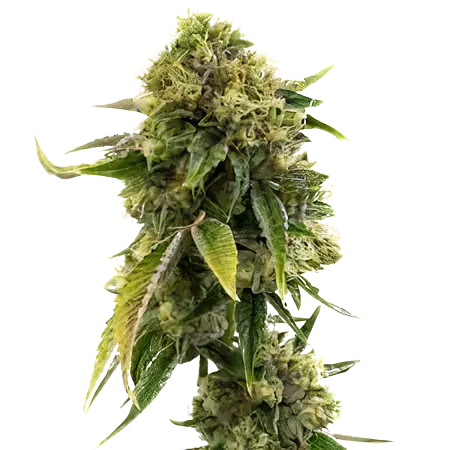 Alien Gorilla Glue cannabis seeds packaging — Royal King Seeds Australia