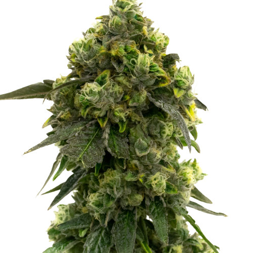 Alien Kush cannabis seeds packaging — Royal King Seeds Australia