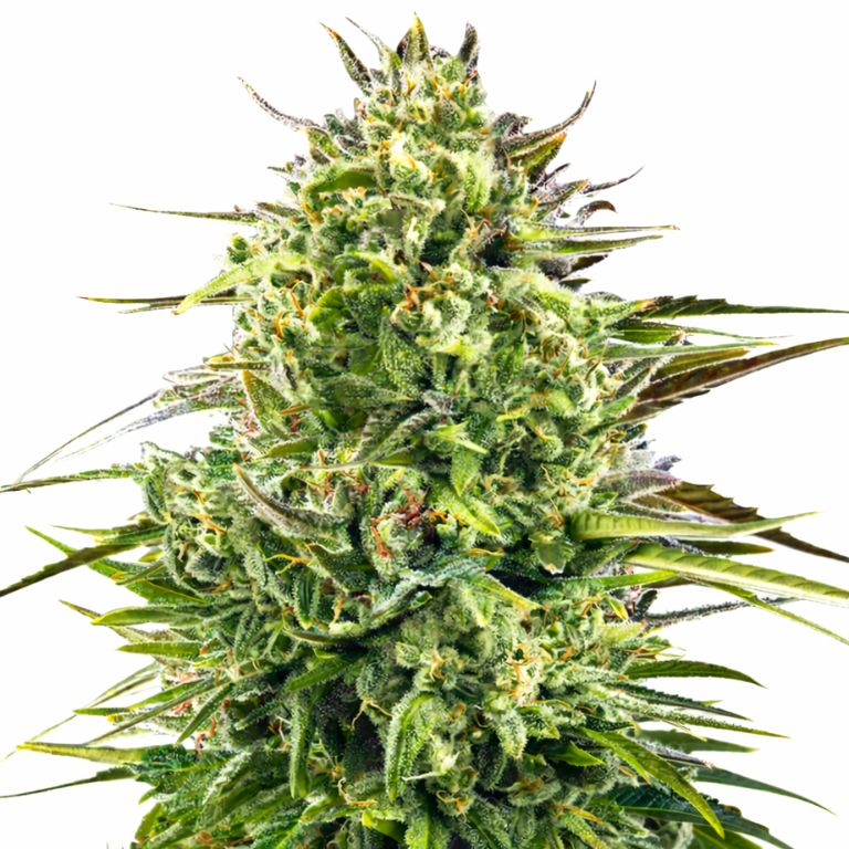 Alien OG cannabis seeds packaging — Royal King Seeds Australia