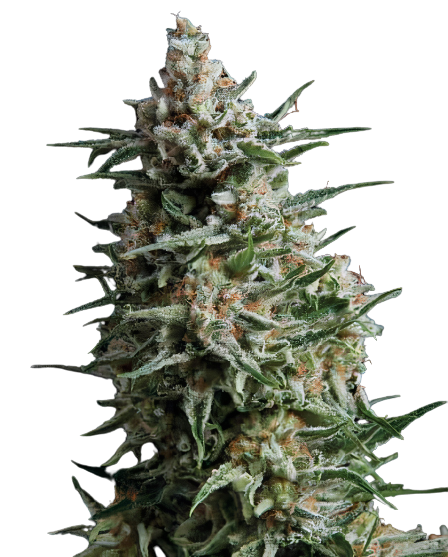 Alien Reunion cannabis seeds packaging — Royal King Seeds Australia