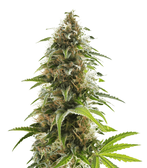 Alien Rift cannabis seeds packaging — Royal King Seeds Australia