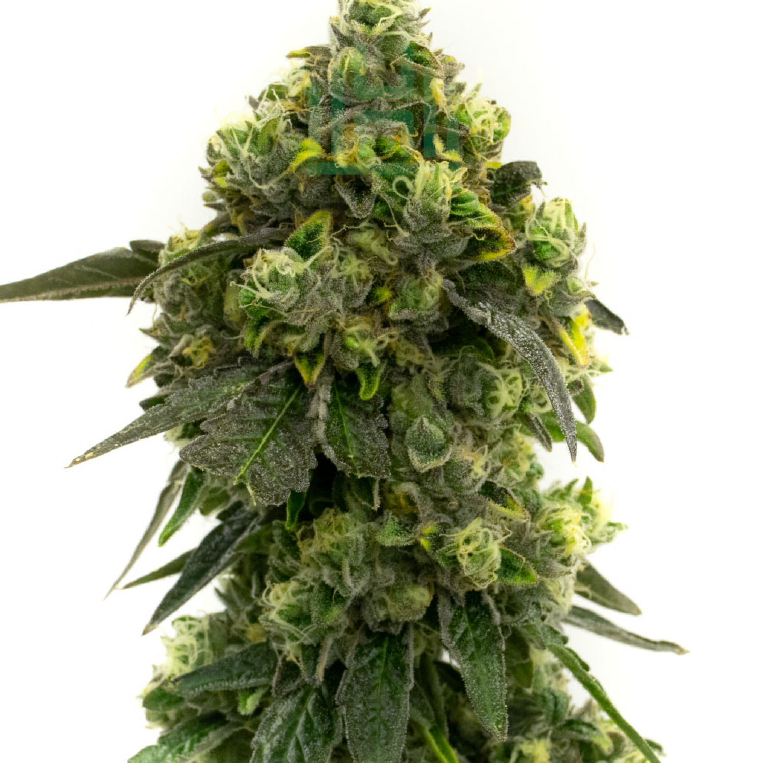 Alien Technology cannabis seeds packaging — Royal King Seeds Australia