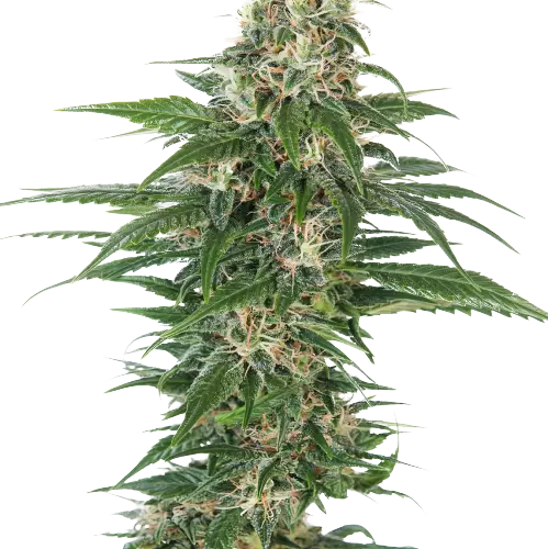 Aliens On Moonshine cannabis seeds packaging — Royal King Seeds Australia