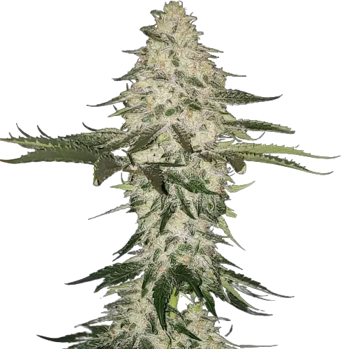 Allen Wrench cannabis seeds packaging — Royal King Seeds Australia