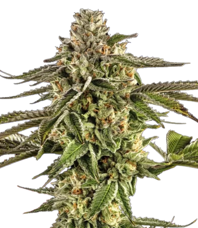 Alpine Blue cannabis seeds packaging — Royal King Seeds Australia