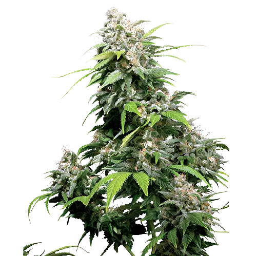 Alpine Star cannabis seeds packaging — Royal King Seeds Australia