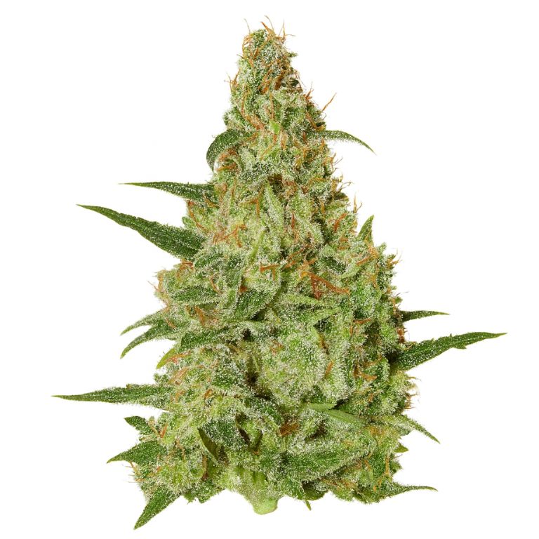 Amazonian cannabis seeds packaging — Royal King Seeds Australia