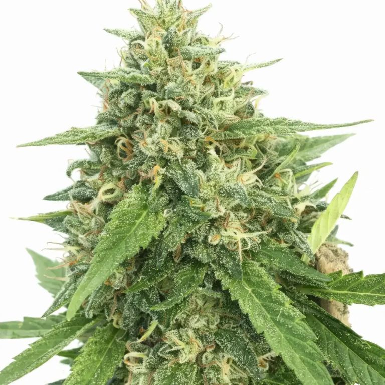American Haze cannabis seeds packaging — Royal King Seeds Australia