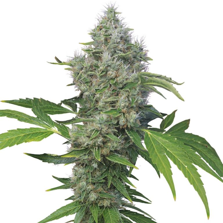 American Kush cannabis seeds packaging — Royal King Seeds Australia